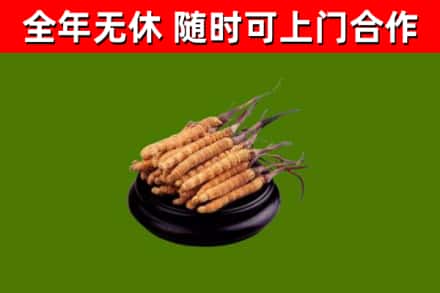 庐山回收冬虫夏草