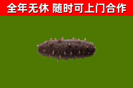 庐山回收海参干